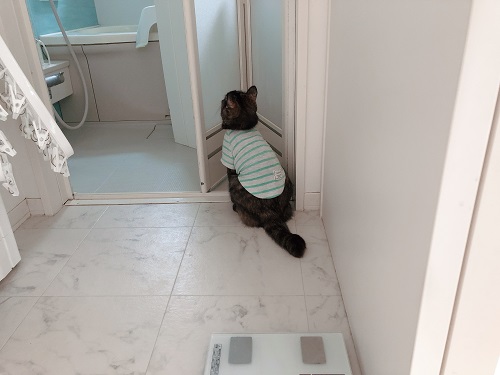 f:id:choco116choco:20210412073138j:plain