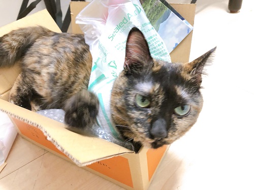 f:id:choco116choco:20210412073325j:plain