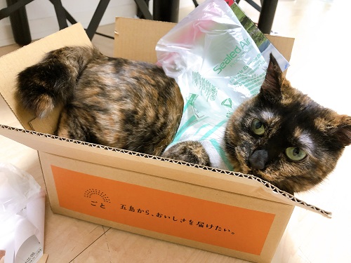 f:id:choco116choco:20210412073356j:plain