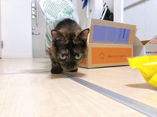 f:id:choco116choco:20210412073411j:plain