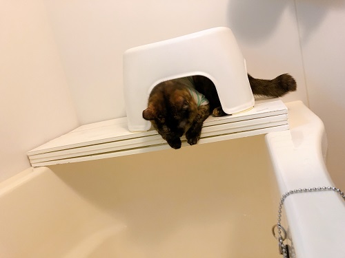 f:id:choco116choco:20210412073501j:plain