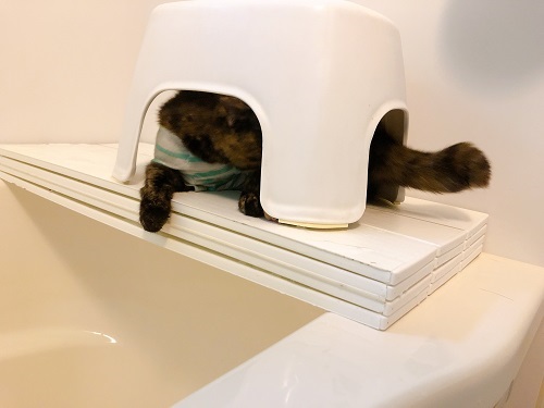 f:id:choco116choco:20210412073515j:plain