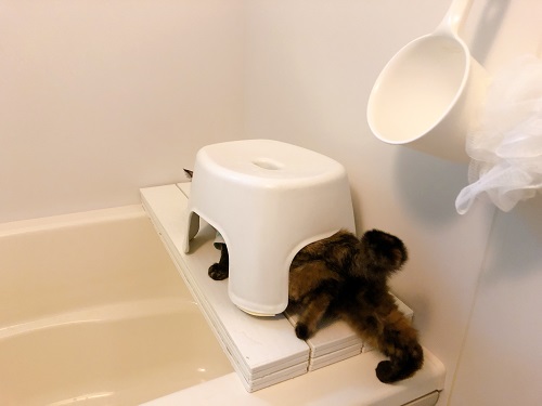 f:id:choco116choco:20210412073530j:plain