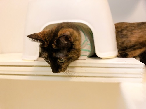 f:id:choco116choco:20210412073542j:plain