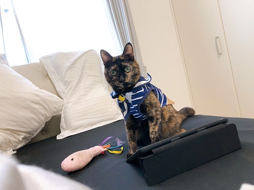 f:id:choco116choco:20210416090319j:plain