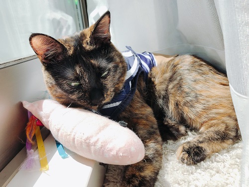 f:id:choco116choco:20210416090924j:plain