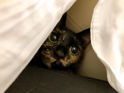 f:id:choco116choco:20210416091256j:plain