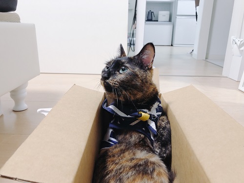 f:id:choco116choco:20210419074211j:plain