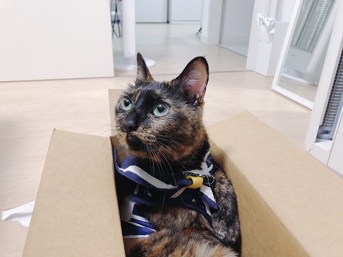 f:id:choco116choco:20210419074251j:plain