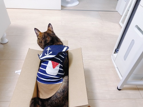 f:id:choco116choco:20210419074323j:plain