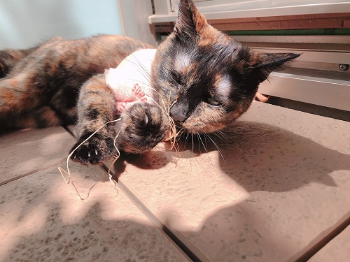 f:id:choco116choco:20210419074546j:plain