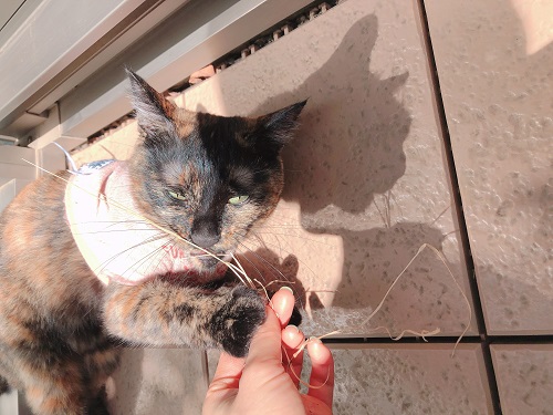 f:id:choco116choco:20210419074841j:plain