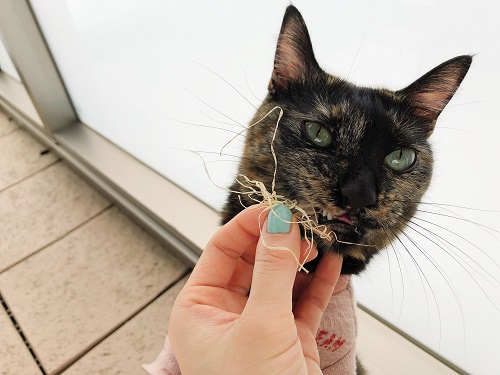 f:id:choco116choco:20210419075021j:plain