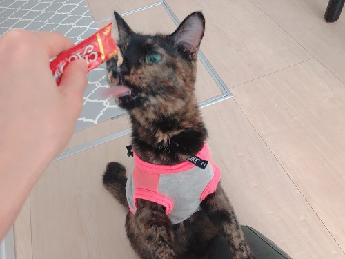 f:id:choco116choco:20210423074524j:plain