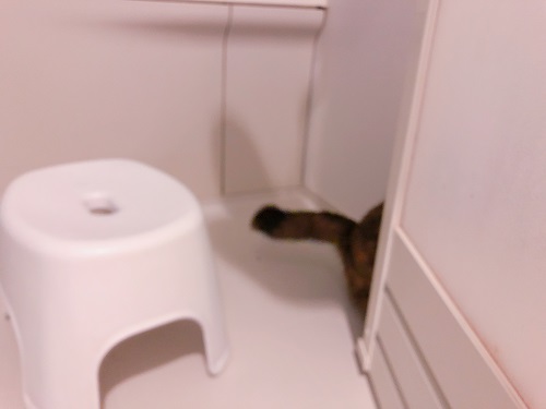 f:id:choco116choco:20210428073214j:plain
