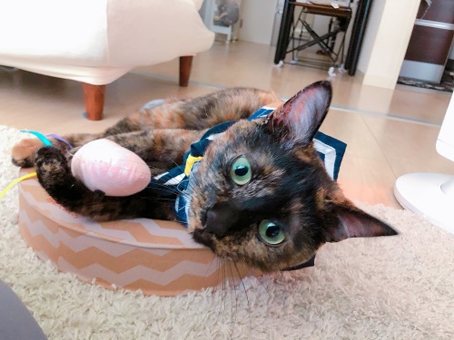 f:id:choco116choco:20210428073751j:plain