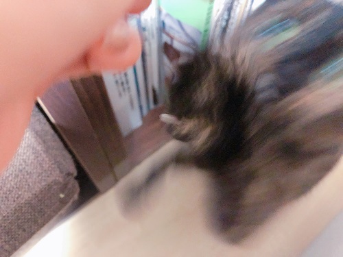 f:id:choco116choco:20210507071947j:plain