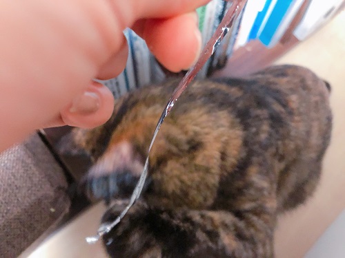 f:id:choco116choco:20210507072014j:plain