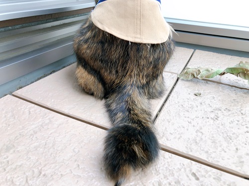 f:id:choco116choco:20210510070424j:plain
