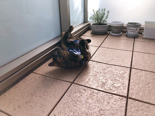 f:id:choco116choco:20210510072151j:plain