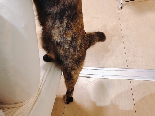 f:id:choco116choco:20210512072317j:plain