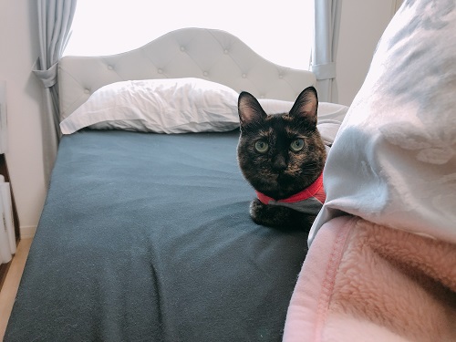 f:id:choco116choco:20210514073103j:plain