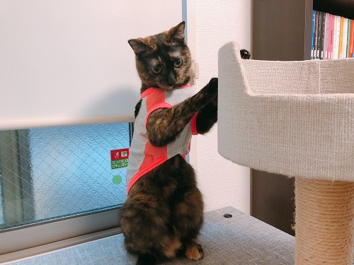 f:id:choco116choco:20210514073153j:plain