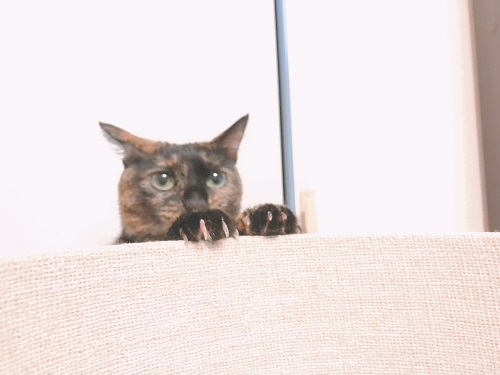 f:id:choco116choco:20210514073410j:plain