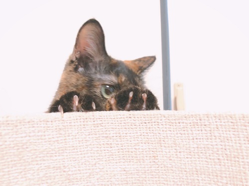 f:id:choco116choco:20210514073506j:plain