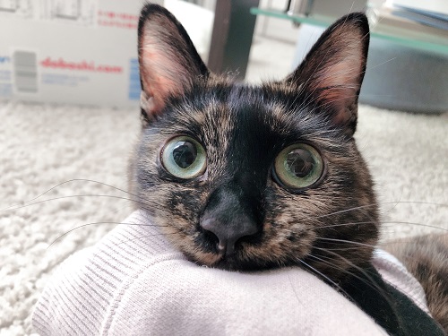 f:id:choco116choco:20210514074020j:plain