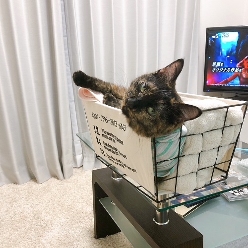 f:id:choco116choco:20210514074112j:plain