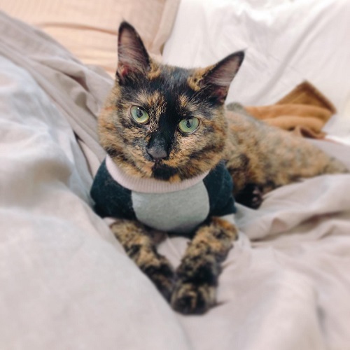 f:id:choco116choco:20210514074210j:plain