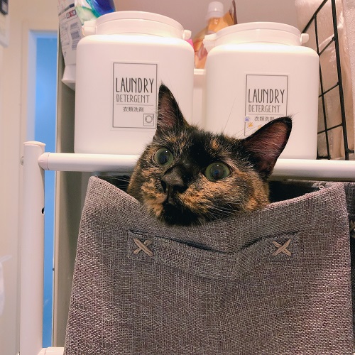 f:id:choco116choco:20210514074314j:plain