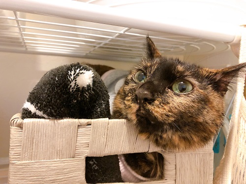 f:id:choco116choco:20210514074414j:plain