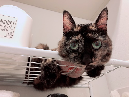 f:id:choco116choco:20210514074600j:plain