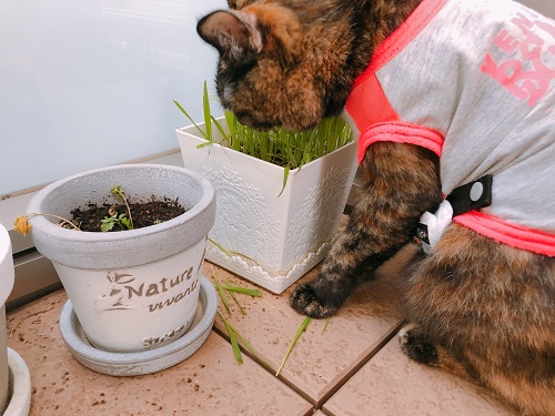 f:id:choco116choco:20210514074808j:plain