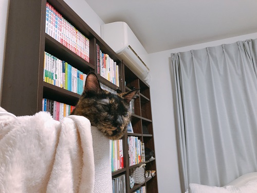 f:id:choco116choco:20210514074944j:plain