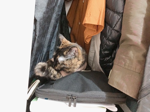 f:id:choco116choco:20210517071813j:plain