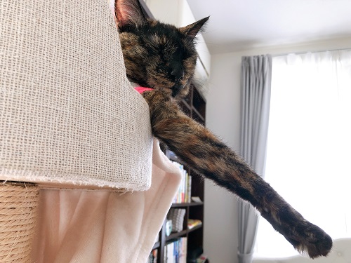 f:id:choco116choco:20210517072106j:plain