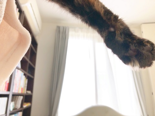 f:id:choco116choco:20210517072128j:plain