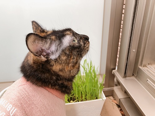 f:id:choco116choco:20210517072313j:plain