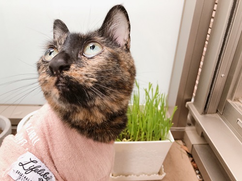 f:id:choco116choco:20210517072344j:plain