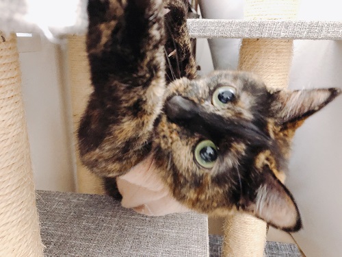 f:id:choco116choco:20210517072946j:plain