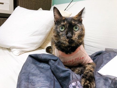 f:id:choco116choco:20210519072703j:plain
