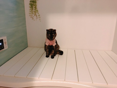 f:id:choco116choco:20210521071203j:plain