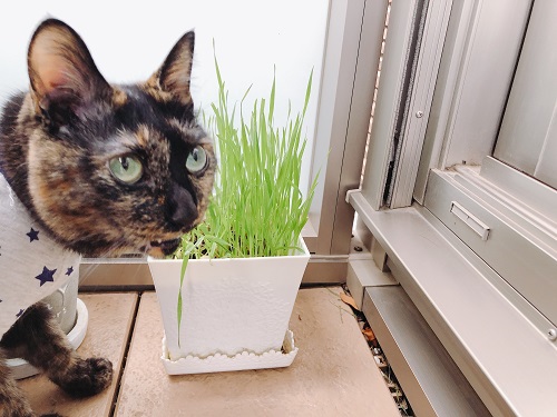 f:id:choco116choco:20210521072345j:plain