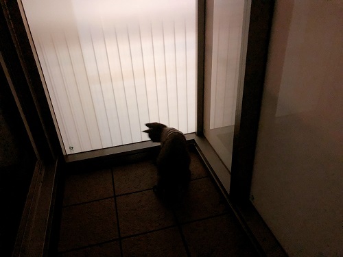 f:id:choco116choco:20210528075512j:plain