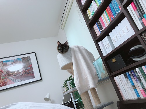 f:id:choco116choco:20210528075616j:plain