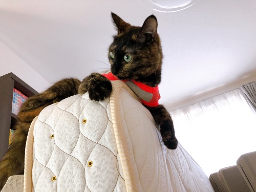 f:id:choco116choco:20210602072626j:plain