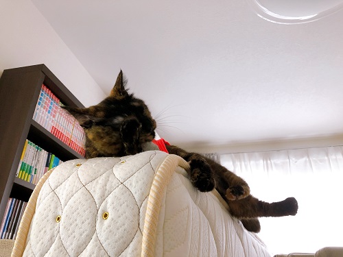 f:id:choco116choco:20210602072812j:plain